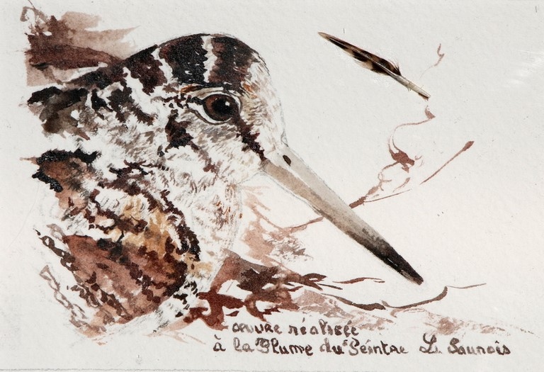 Woodcock drawn with a woodcock's feather by Laurence Saunois, animal artist. (pp34)