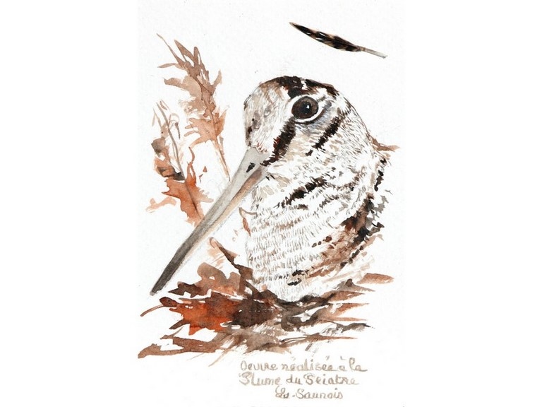 Woodcock drawn with a woodcock's feather by Laurence Saunois, animal artist. (pp35)