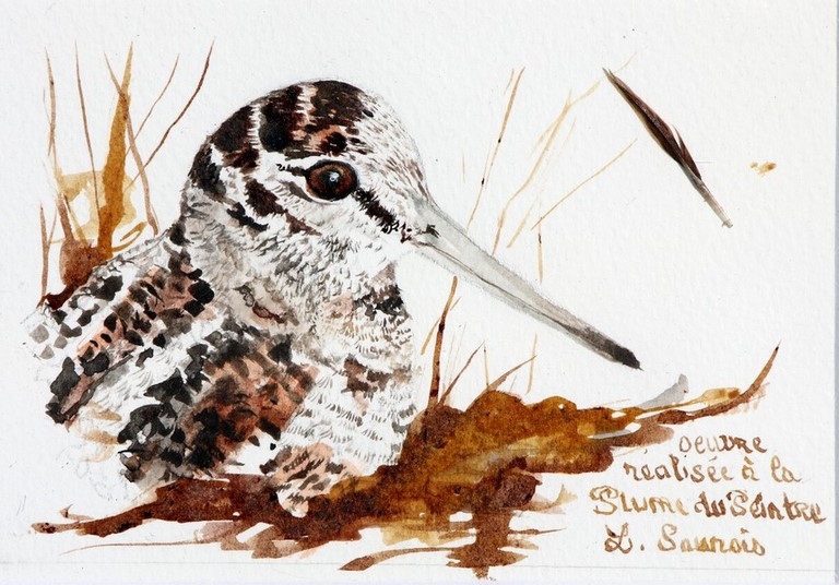 Woodcock drawn with a woodcock's feather by Laurence Saunois, animal artist. (pp41)