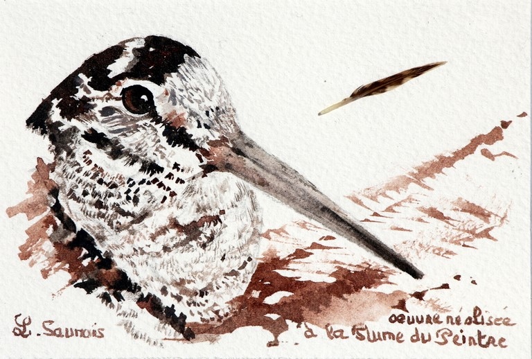 Dessin de bécasse réalisée à la plume du peintre par Laurence Saunois, peintre animalier (pp43)