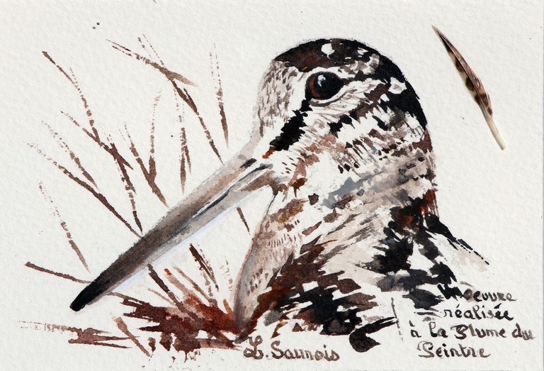 Woodcock drawn with a woodcock's feather by Laurence Saunois, animal artist (pp44)
