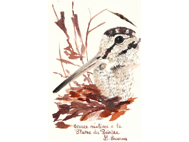 Woodcock drawn with a woodcock's feather by Laurence Saunois, animal artist. (pp46)