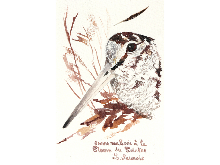 Woodcock drawn with a woodcock's feather by Laurence Saunois, animal artist (pp48)