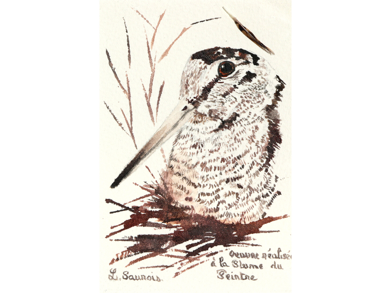 Woodcock drawn with a woodcock's feather by Laurence Saunois, animal artist.  (pp49)