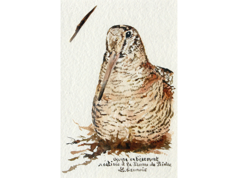 Woodcock drawn with a woodcock's feather by Laurence Saunois, animal artist. (pp50)