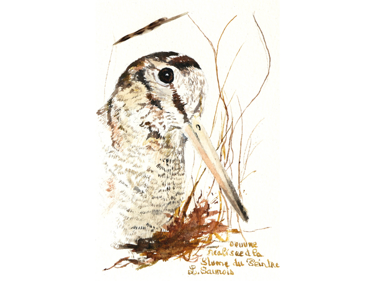 Woodcock drawn with a woodcock's feather by Laurence Saunois, animal artist.  (pp40)