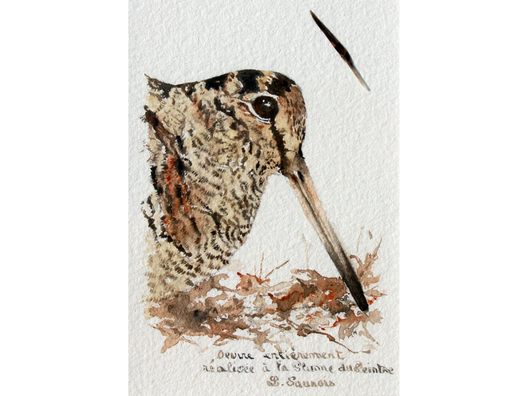 Woodcock drawn with a woodcock's feather by Laurence Saunois, animal artist (pp51)