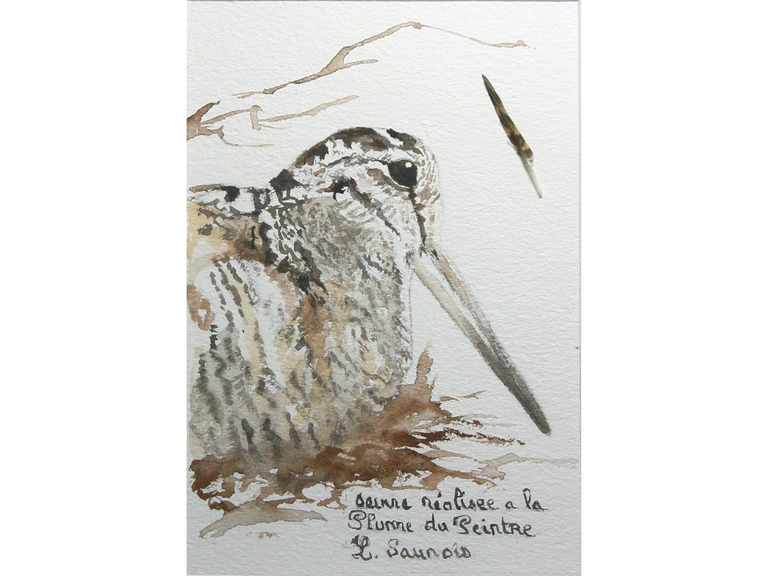 Woodcock drawn with a woodcock's feather by Laurence Saunois, animal artist (pp18)