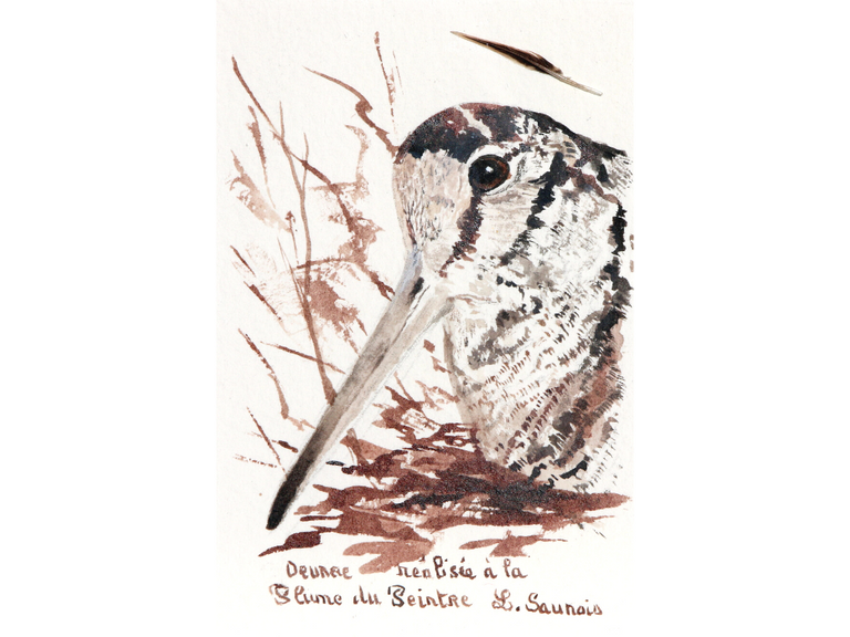 Woodcock drawn with a woodcock's feather by Laurence Saunois, animal artist. (pp37)
