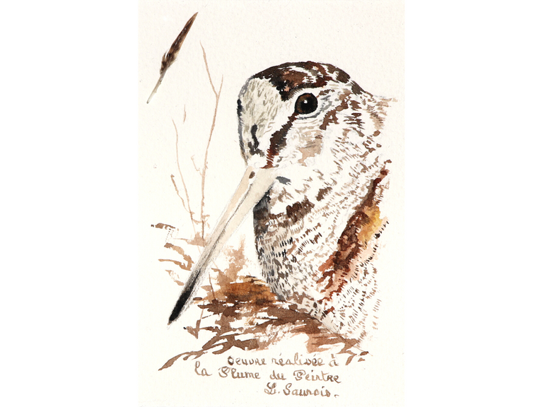 Woodcock drawn with a woodcock's feather by Laurence Saunois, animal artist.  (pp38)