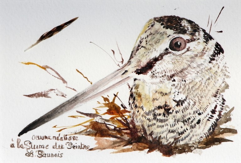 Woodcock drawn with a woodcock's feather by Laurence Saunois, animal artist.(pp39)