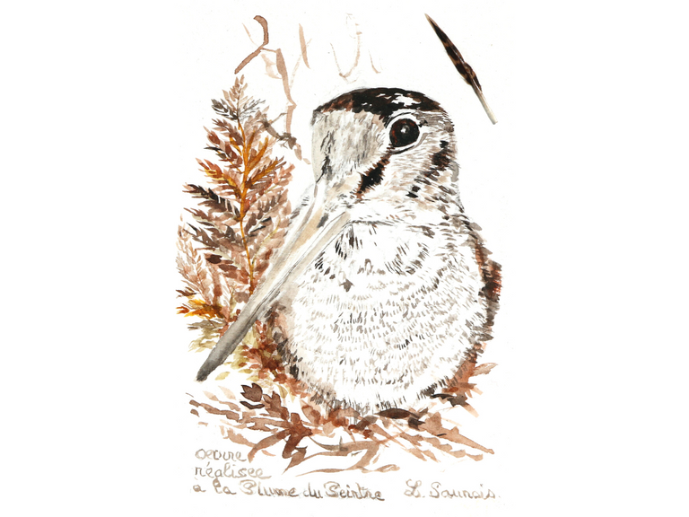 Woodcock drawn with a woodcock's feather by Laurence Saunois, animal artist. (pp42)