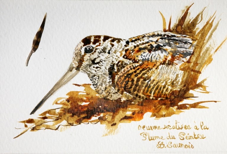 Woodcock drawing done with a woodcock feather by Laurence Saunois, animal artist.