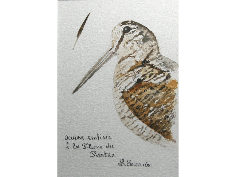 Woodcock drawn with a woodcock's feather by Laurence Saunois, animal artist (pp16)