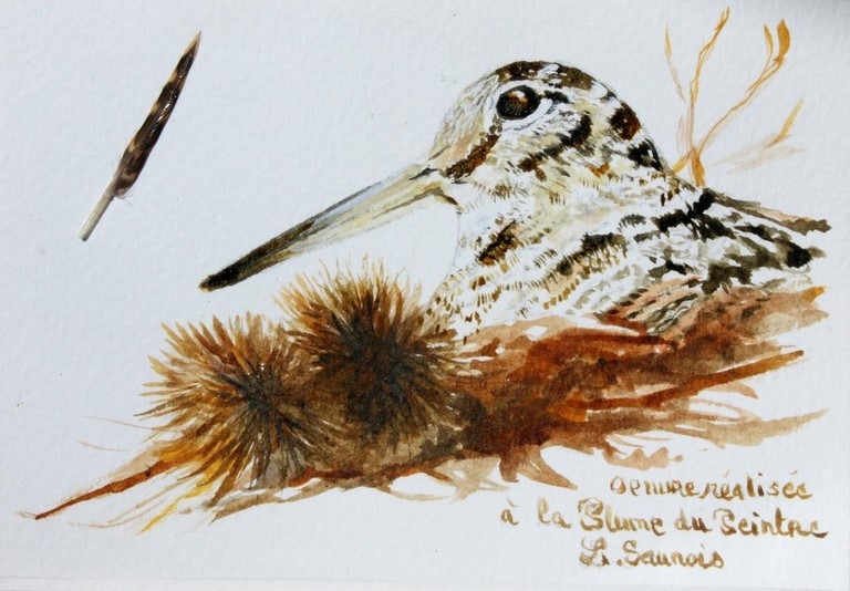 Woodcock drawn with a woodcock's feather by Laurence Saunois, animal artist (pp20)