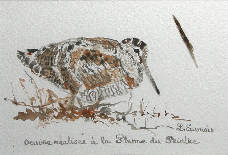 Dessin de bécasse réalisée à la plume du peintre par Laurence Saunois, peintre animalier (pp17)
