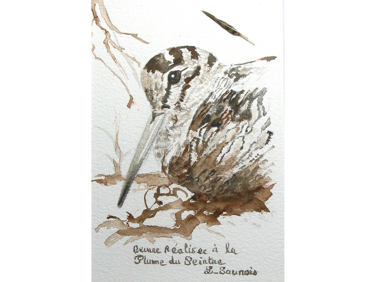 Woodcock drawn with a woodcock's feather by Laurence Saunois, animal artist (pp19)