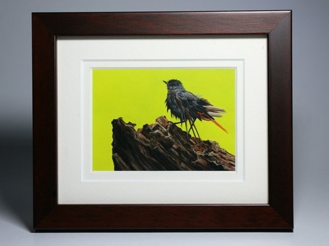 Framed miniature painting of a red-tailed : wildlife artist Laurence Saunois