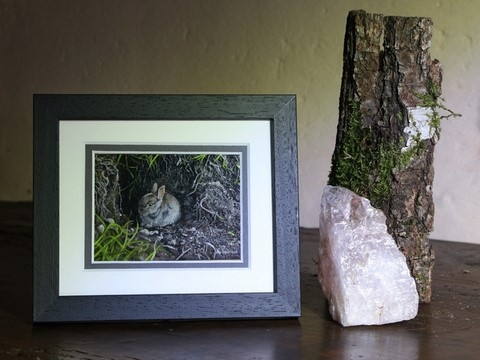 Framed miniature painting of a rabbit in front of its burrow by the animal artist Laurence Saunois