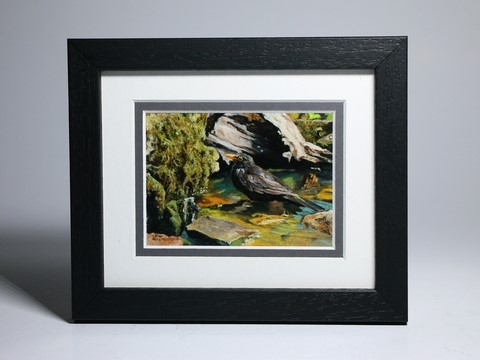 Framed miniature painting of a blackbird : wildlife artist Laurence Saunois