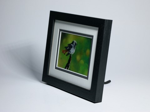 Framed miniature painting of Red-tail : wildlife artist Laurence Saunois