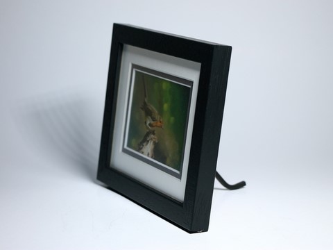 Framed miniature painting of robin : wildlife artist Laurence Saunois