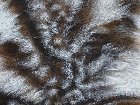 Tableau : tigre blanc (détail des poils) : peintre animalier Laurence Saunois