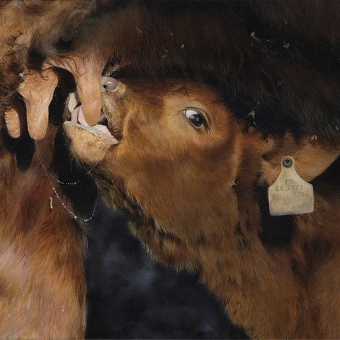 Painting of a small calf under the mother by Laurence Saunois, animal painter