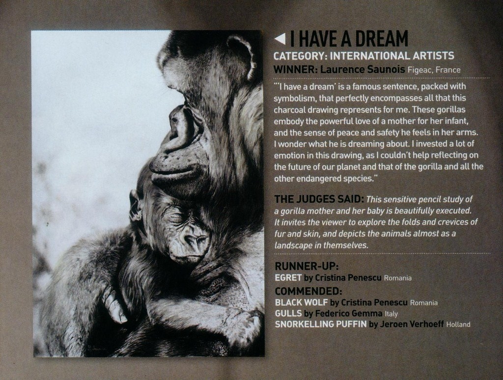 BBC Wildlife Artiste of the Year 2010 - laurence Saunois, artiste peintre animalier