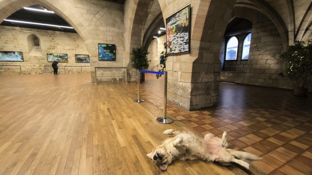 Nympheus Luminansis Exhibition, Water Lilies of Light - Figeac, artist Laurence Saunois - happy dog