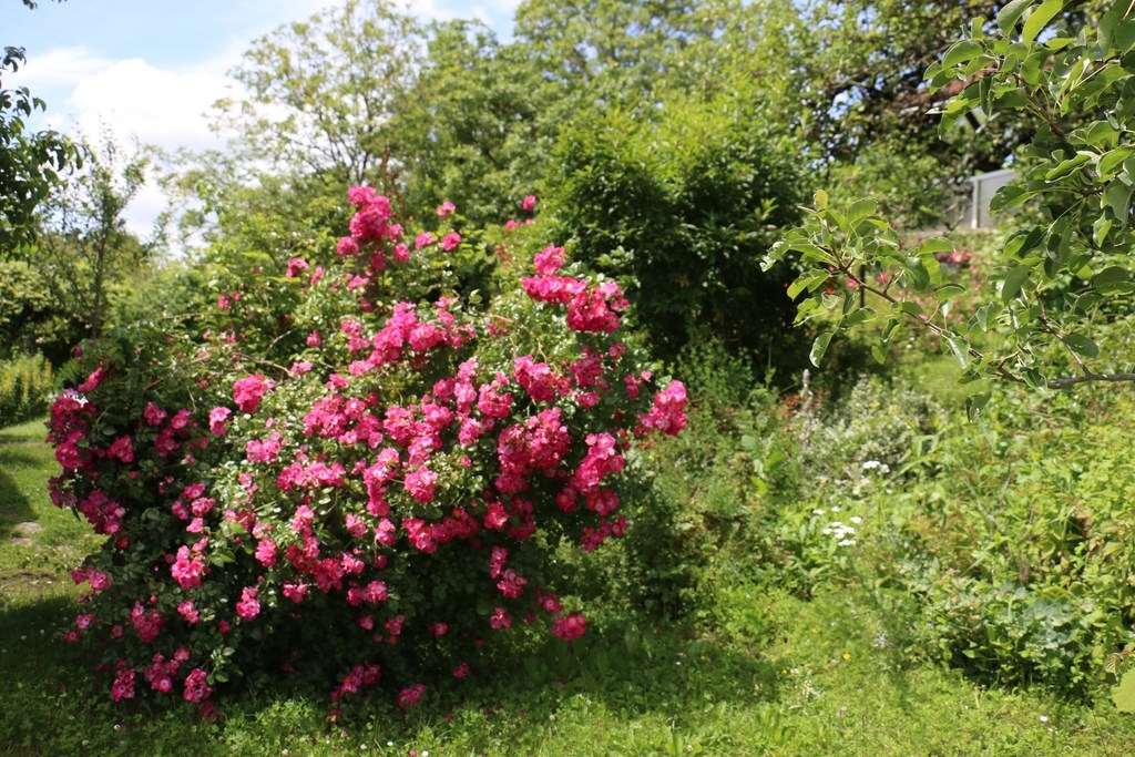Fleurs du jardin de Laurence Saunois, artiste animalier