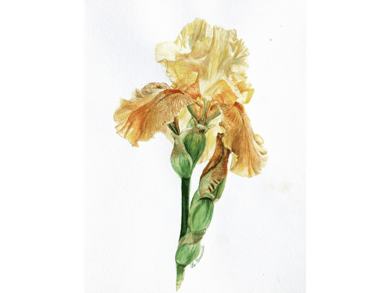 Aquarelle Botanique d'iris jaune par Laurence Saunois, artiste peintre animalier