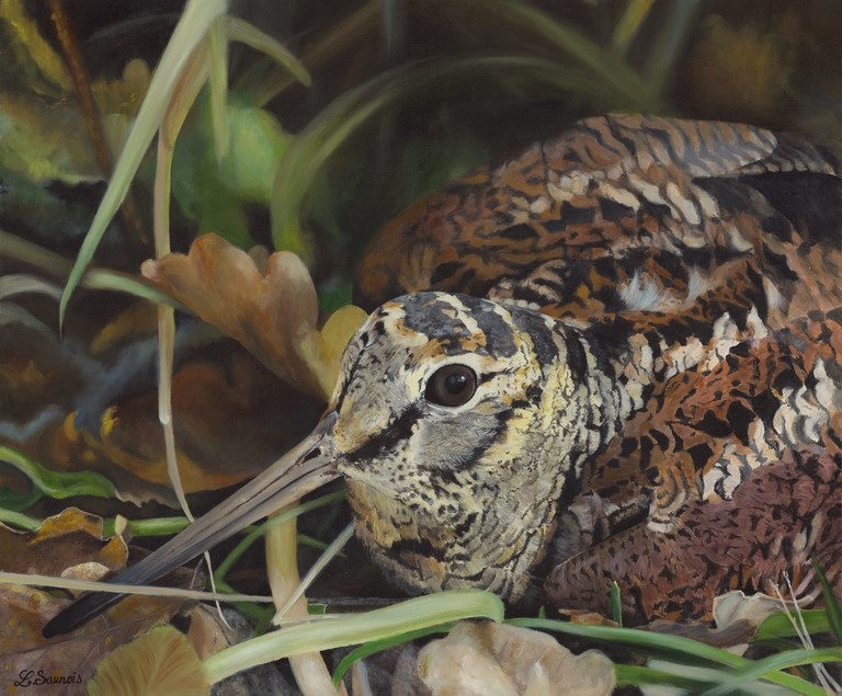 Peinture de bécasse couchée par Laurence Saunois, artiste peintre animalier