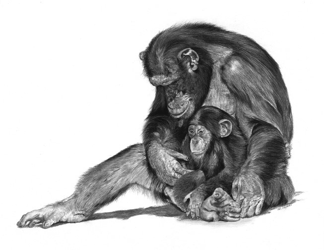 Drawing of chimpanzee by Laurence Saunois, Animal artist