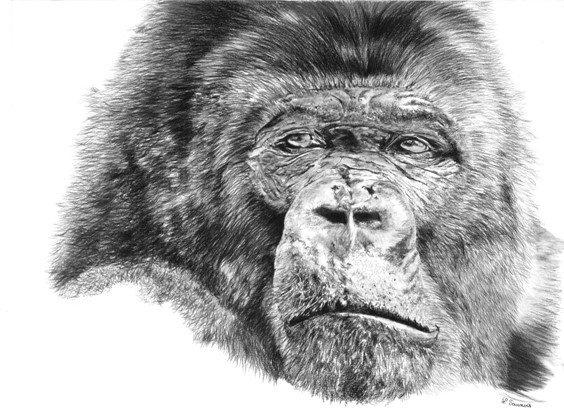 Drawing of gorilla by Laurence Saunois, Animal Artist