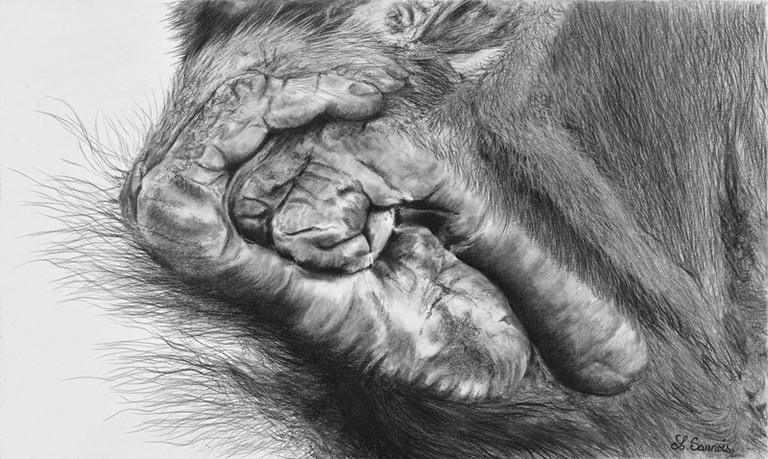 Pieds d'Orang Outan par Laurence Saunois, artiste animalier