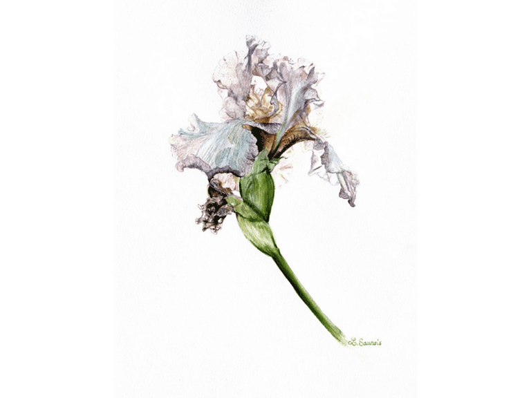 Aquarelle Botanique d'iris violet par Laurence Saunois, peintre animalier