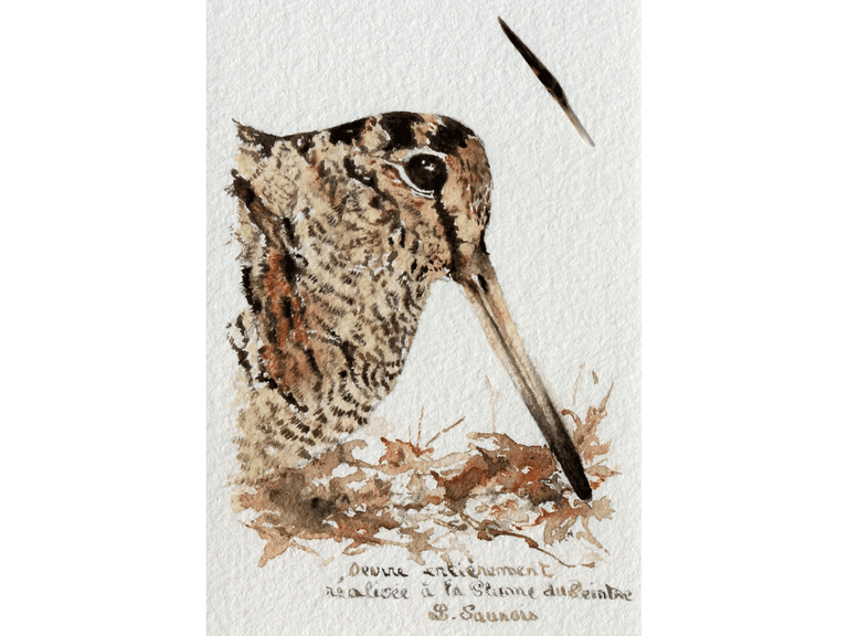 Woodcock drawn with a woodcock's feather by Laurence Saunois, animal artist (pp51)