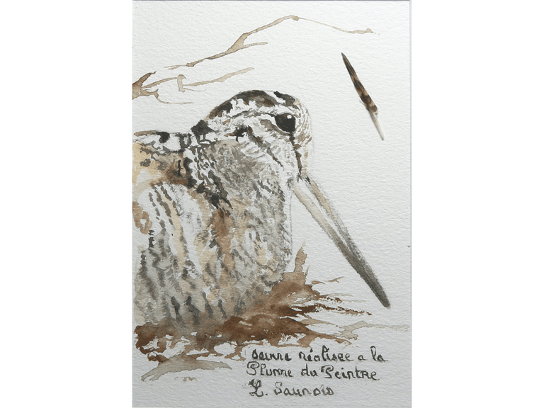 Woodcock drawn with a woodcock's feather by Laurence Saunois, animal artist (pp18)