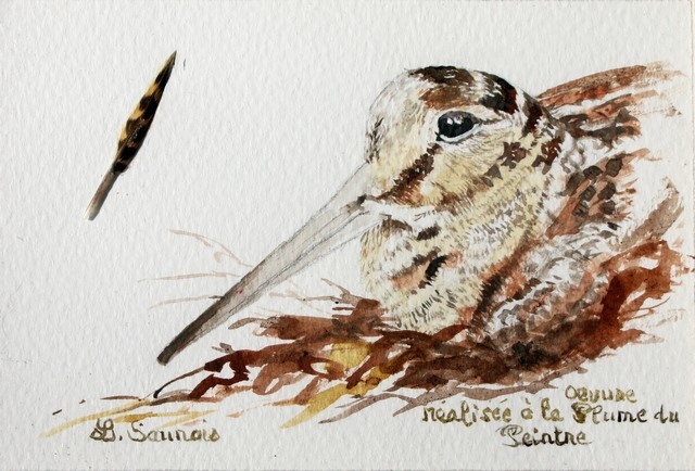 Woodcock drawing done with a woodcock feather by Laurence Saunois, animal artist.