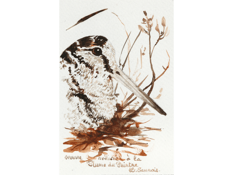 Woodcock drawn with a woodcock's feather by Dessin de bécasse réalisée à la plume du peintre par Laurence Saunois, peintre animalier