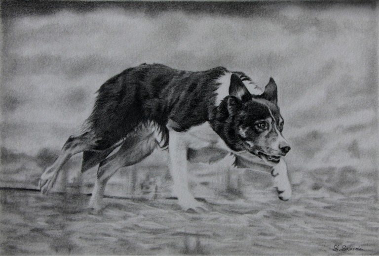 Dessin de Border Collie aux crayons graphites par Laurence Saunois
