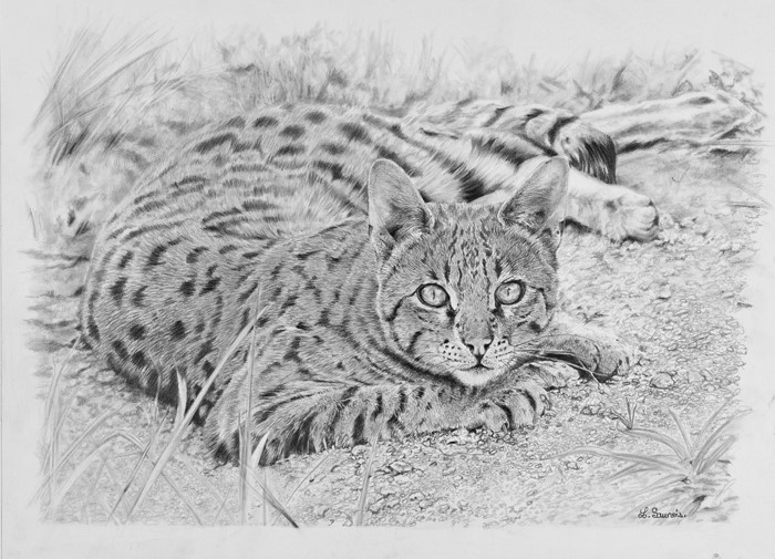 Dessin d'un chat Ocicat par Laurence Saunois, artiste animalier