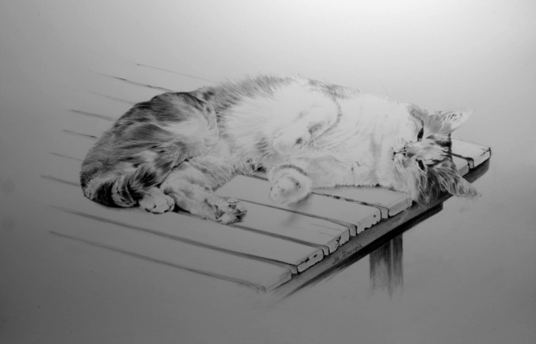 Dessin de chat aux crayons graphites par Laurence Saunois