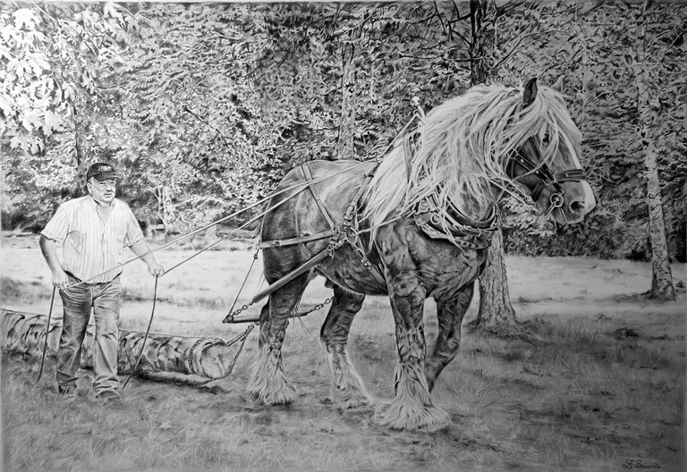 Dessin de cheval au débardage : Laurence Saunois, Peintre animalier