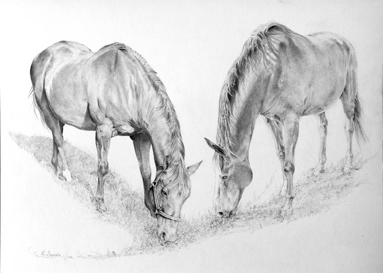 Dessin de chevaux au pré : Laurence Saunois, Peintre animalier