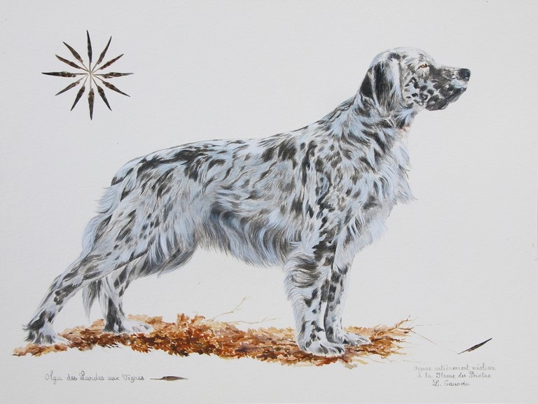 Dessin d'un setter à la plume du peintre : artiste animalier Laurence Saunois