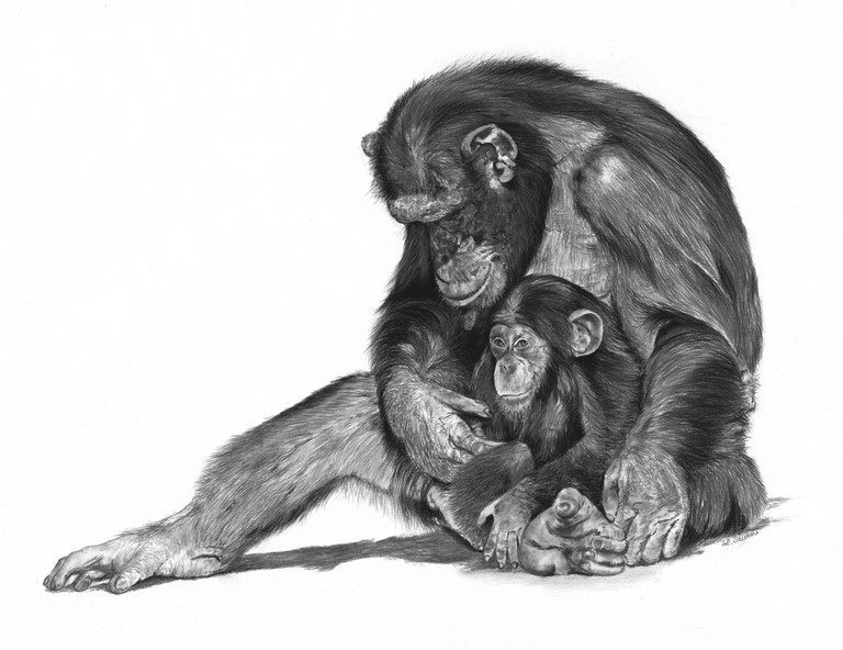 Drawing of a chimpanzee portrait made with charcoal on paper by laurence Saunois, animal artist.