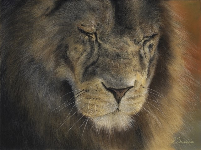 Dessin de lion réalisé par Laurence Saunois, artiste animalier