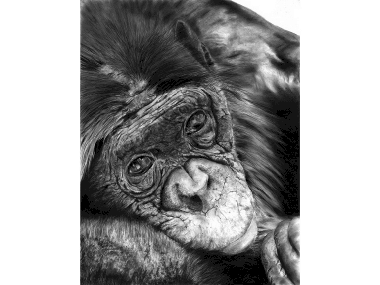 Dessin de chimpanzé par Laurence Saunois, Artiste peintre animalier